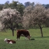 Barn Meadow